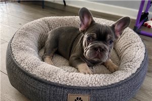 Jiminy - puppy for sale