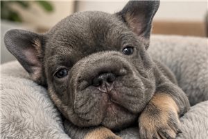 Maverick - French Bulldog for sale