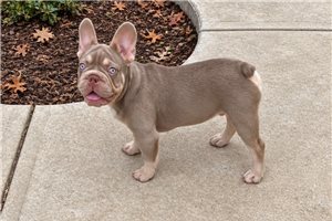 Marrone - French Bulldog for sale