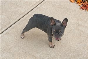 Nadia - French Bulldog for sale