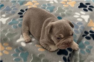 Marrone - French Bulldog for sale