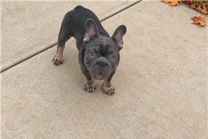 Maverick - French Bulldog for sale