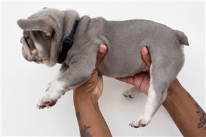 Marrone - French Bulldog for sale