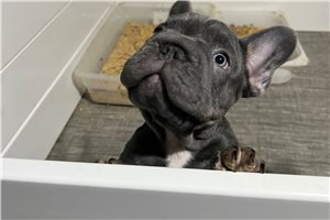 Maverick - French Bulldog for sale