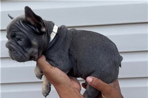 Maverick - French Bulldog for sale