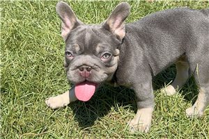 Jiminy - French Bulldog for sale