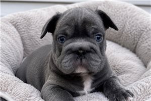 Nathan - puppy for sale