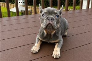 Nadia - puppy for sale