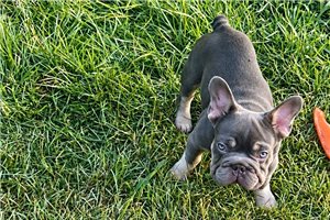Jiminy - puppy for sale