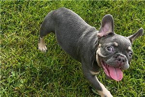 Nadia - French Bulldog for sale