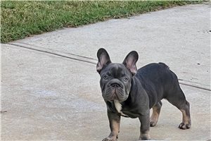 Maverick - French Bulldog for sale