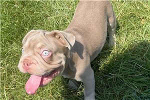 Marrone - French Bulldog for sale
