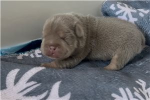 Marrone - French Bulldog for sale