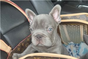 Jesper - puppy for sale