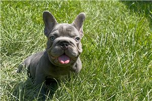 Jesper - French Bulldog for sale
