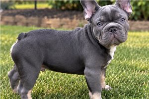 Maverick - French Bulldog for sale