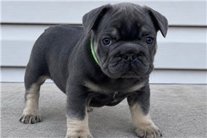 Nico - puppy for sale