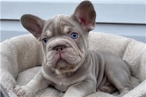 Marrone - French Bulldog for sale