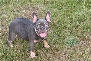 Nadia - puppy for sale