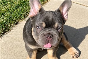 Jiminy - French Bulldog for sale