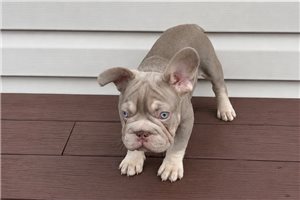 Marrone - French Bulldog for sale