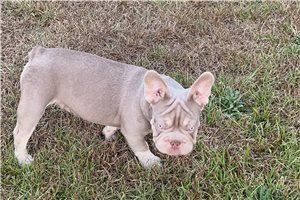 Marrone - puppy for sale