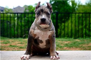 Inari - American Bully for sale