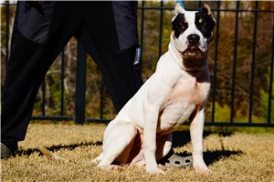 Jade - American Bully for sale