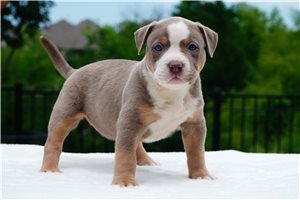 Friday - American Bully for sale