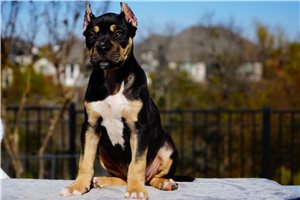Pixie - American Bully for sale