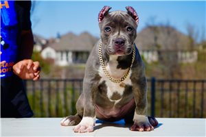 Ibeza - American Bully for sale