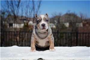 Indie - American Bully for sale