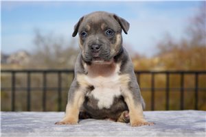 Carter - puppy for sale