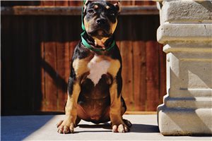 Delilah - puppy for sale