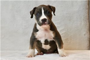 Hudson - puppy for sale