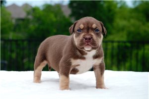 Elias - American Bully for sale