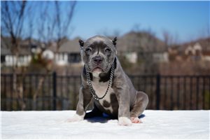 Ibeza - American Bully for sale