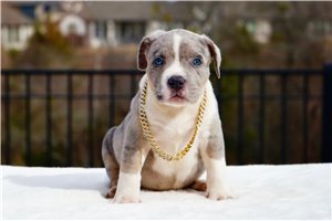 Irving - puppy for sale