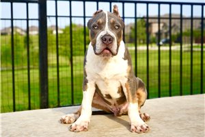 Weston - American Bully for sale