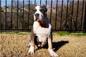 Charlotte - American Bully for sale
