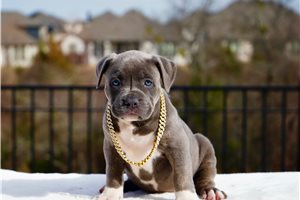 Ibeza - American Bully for sale