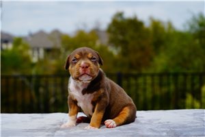 Pippin - puppy for sale