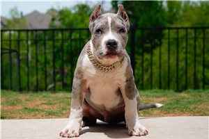 Irving - American Bully for sale