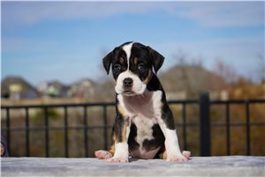 Claire - puppy for sale