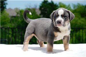 Fisher - American Bully for sale