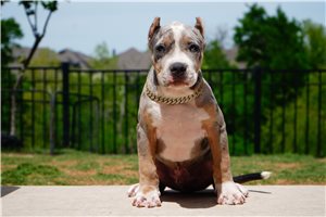 Indie - American Bully for sale