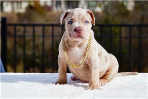 Iggy - puppy for sale