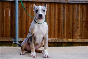 James - puppy for sale