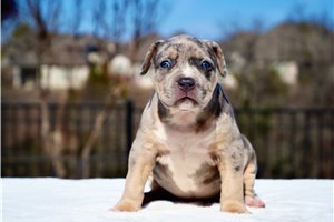 Imani - puppy for sale