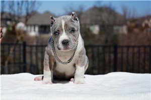Irving - American Bully for sale